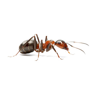 ant
