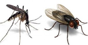 fly-mosquito