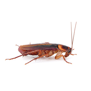 roaches